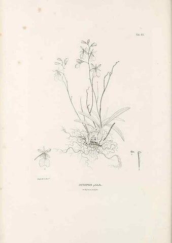 Reproducción/Reproduction 49520860218: Nova genera et species plantarum :. Antverpiae :Ex officina Christophori Plantini ...,1576.. 