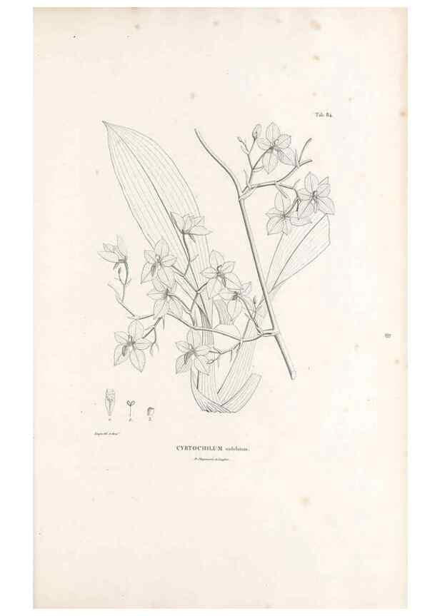 Reproducción/Reproduction 49520860513: Nova genera et species plantarum :. Antverpiae :Ex officina Christophori Plantini ...,1576.. 