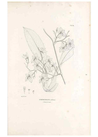 Reproducción/Reproduction 49520860513: Nova genera et species plantarum :. Antverpiae :Ex officina Christophori Plantini ...,1576.. 