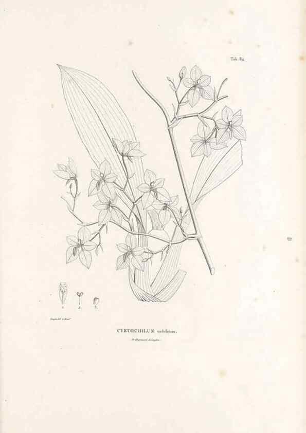 Reproducción/Reproduction 49520860513: Nova genera et species plantarum :. Antverpiae :Ex officina Christophori Plantini ...,1576.. 