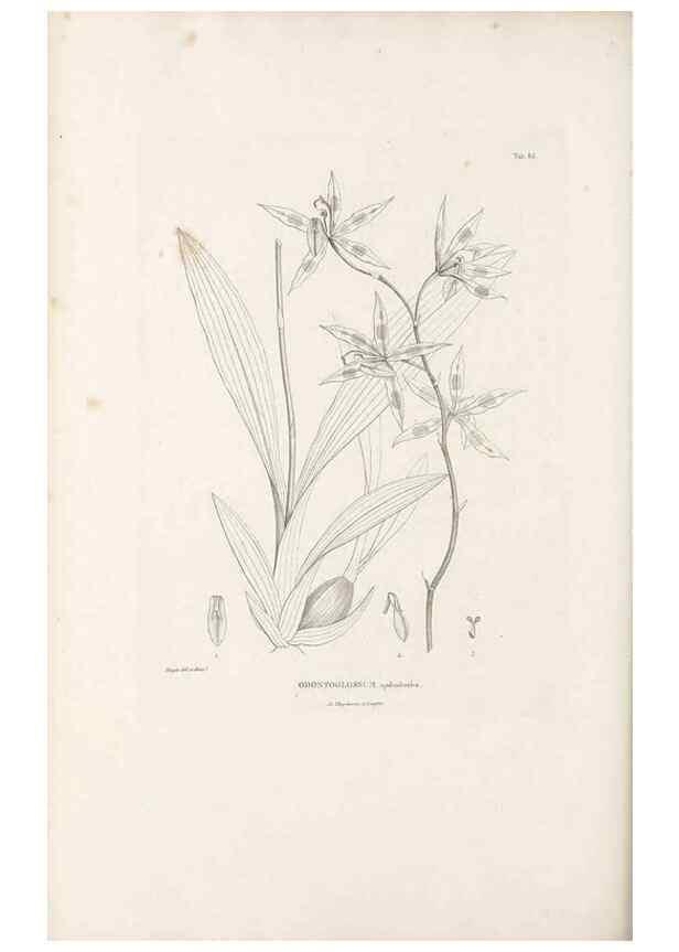 Reproducción/Reproduction 49521384876: Nova genera et species plantarum :. Antverpiae :Ex officina Christophori Plantini ...,1576.. 