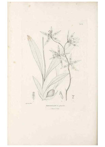Reproducción/Reproduction 49521384876: Nova genera et species plantarum :. Antverpiae :Ex officina Christophori Plantini ...,1576.. 