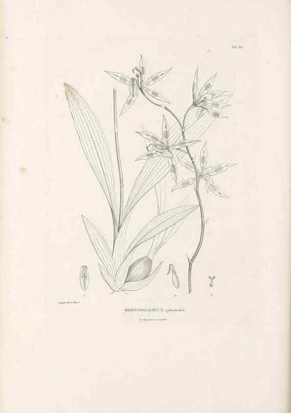 Reproducción/Reproduction 49521384876: Nova genera et species plantarum :. Antverpiae :Ex officina Christophori Plantini ...,1576.. 