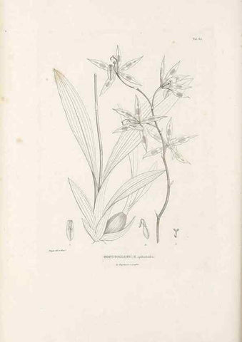 Reproducción/Reproduction 49521384876: Nova genera et species plantarum :. Antverpiae :Ex officina Christophori Plantini ...,1576.. 