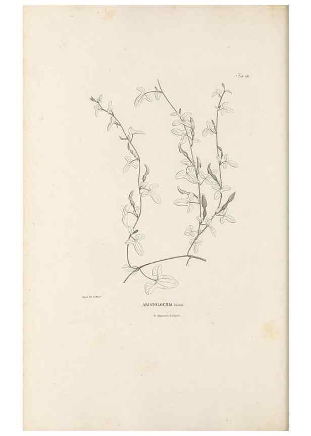 Reproducción/Reproduction 49521459276: Nova genera et species plantarum :. Antverpiae :Ex officina Christophori Plantini ...,1576.. 