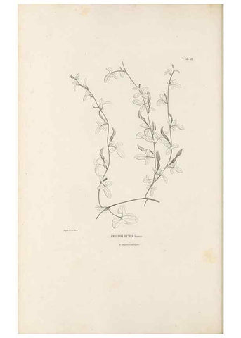Reproducción/Reproduction 49521459276: Nova genera et species plantarum :. Antverpiae :Ex officina Christophori Plantini ...,1576.. 