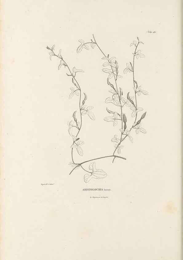 Reproducción/Reproduction 49521459276: Nova genera et species plantarum :. Antverpiae :Ex officina Christophori Plantini ...,1576.. 