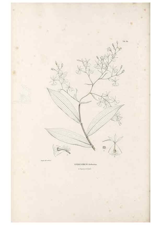 Reproducción/Reproduction 49521385126: Nova genera et species plantarum :. Antverpiae :Ex officina Christophori Plantini ...,1576.. 