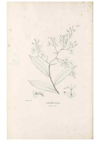 Reproducción/Reproduction 49521385126: Nova genera et species plantarum :. Antverpiae :Ex officina Christophori Plantini ...,1576.. 