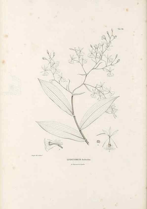 Reproducción/Reproduction 49521385126: Nova genera et species plantarum :. Antverpiae :Ex officina Christophori Plantini ...,1576.. 