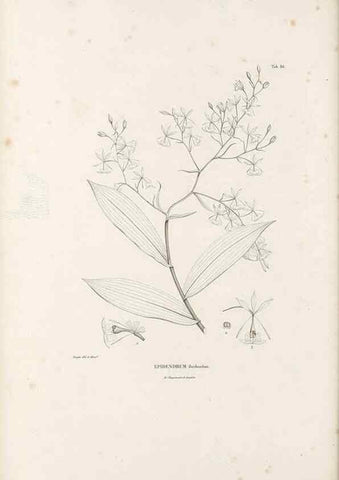 Reproducción/Reproduction 49521385126: Nova genera et species plantarum :. Antverpiae :Ex officina Christophori Plantini ...,1576.. 