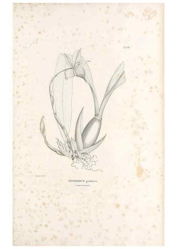 Reproducción/Reproduction 49520861798: Nova genera et species plantarum :. Antverpiae :Ex officina Christophori Plantini ...,1576.. 