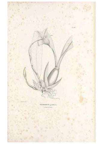 Reproducción/Reproduction 49520861798: Nova genera et species plantarum :. Antverpiae :Ex officina Christophori Plantini ...,1576.. 