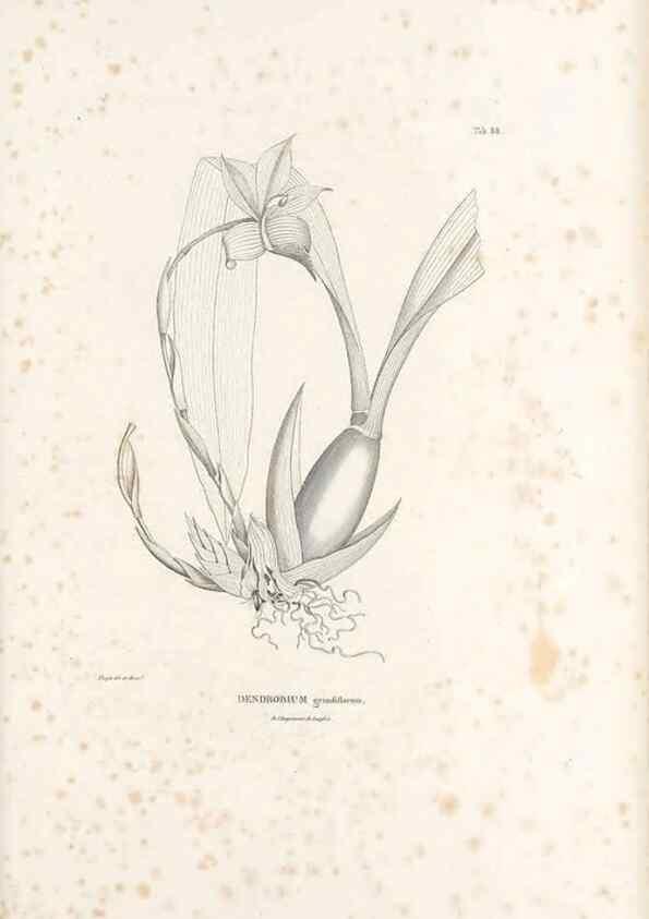Reproducción/Reproduction 49520861798: Nova genera et species plantarum :. Antverpiae :Ex officina Christophori Plantini ...,1576.. 