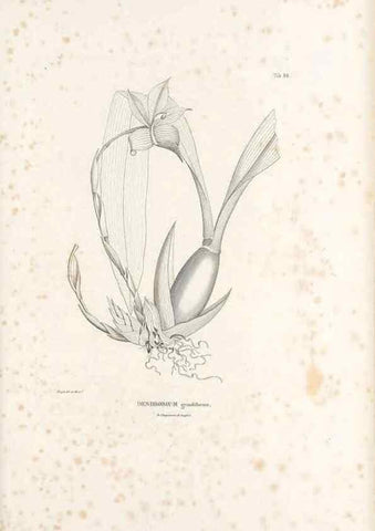 Reproducción/Reproduction 49520861798: Nova genera et species plantarum :. Antverpiae :Ex officina Christophori Plantini ...,1576.. 
