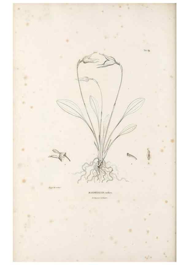 Reproducción/Reproduction 49521597702: Nova genera et species plantarum :. Antverpiae :Ex officina Christophori Plantini ...,1576.. 