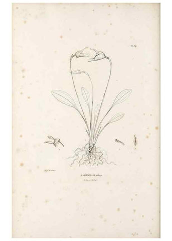 Reproducción/Reproduction 49521597702: Nova genera et species plantarum :. Antverpiae :Ex officina Christophori Plantini ...,1576.. 