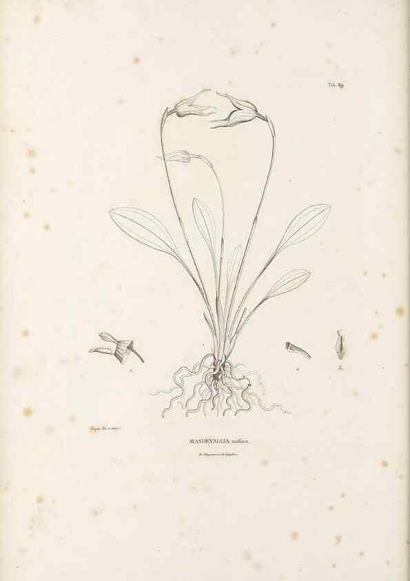 Reproducción/Reproduction 49521597702: Nova genera et species plantarum :. Antverpiae :Ex officina Christophori Plantini ...,1576.. 