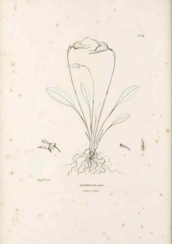 Reproducción/Reproduction 49521597702: Nova genera et species plantarum :. Antverpiae :Ex officina Christophori Plantini ...,1576.. 