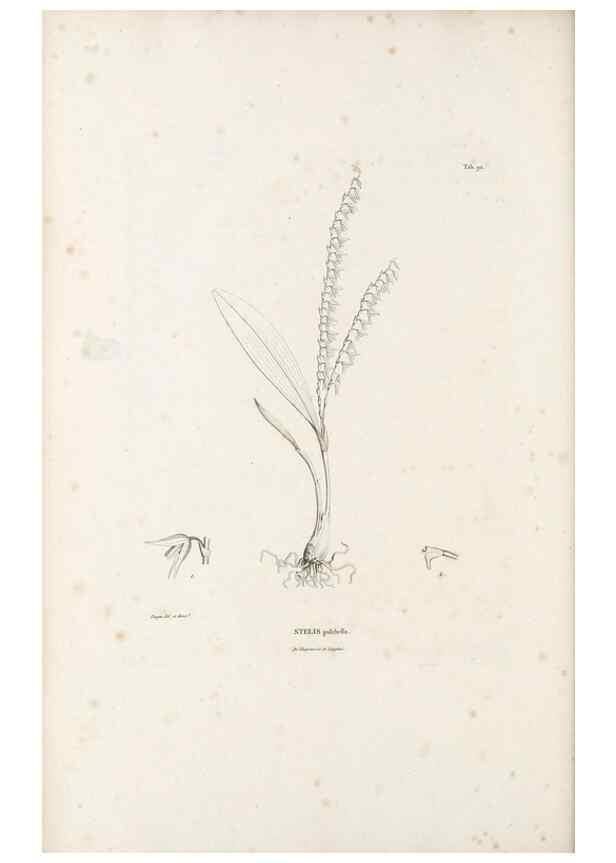 Reproducción/Reproduction 49521386491: Nova genera et species plantarum :. Antverpiae :Ex officina Christophori Plantini ...,1576.. 