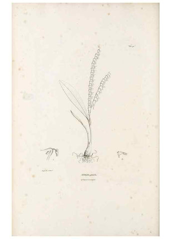 Reproducción/Reproduction 49521386491: Nova genera et species plantarum :. Antverpiae :Ex officina Christophori Plantini ...,1576.. 