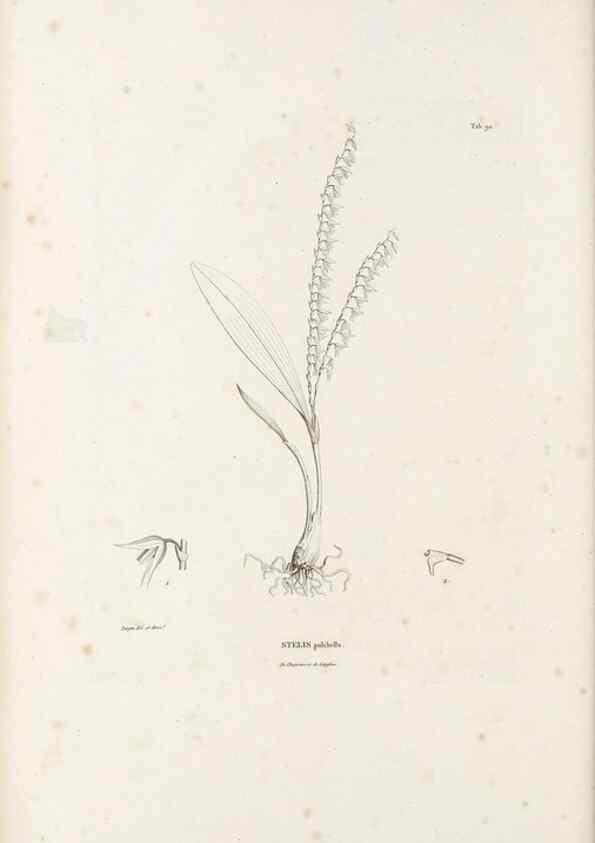 Reproducción/Reproduction 49521386491: Nova genera et species plantarum :. Antverpiae :Ex officina Christophori Plantini ...,1576.. 