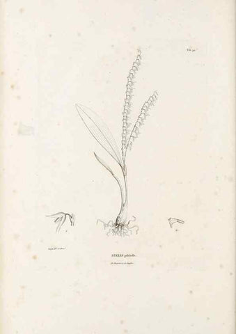 Reproducción/Reproduction 49521386491: Nova genera et species plantarum :. Antverpiae :Ex officina Christophori Plantini ...,1576.. 