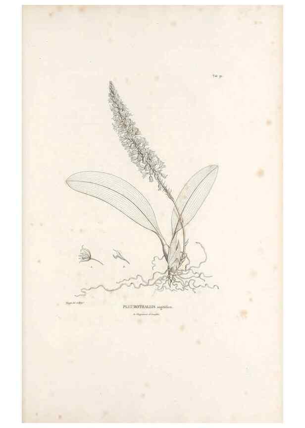 Reproducción/Reproduction 49521598272: Nova genera et species plantarum :. Antverpiae :Ex officina Christophori Plantini ...,1576.. 