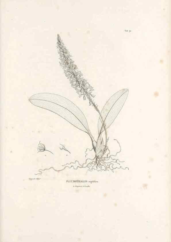 Reproducción/Reproduction 49521598272: Nova genera et species plantarum :. Antverpiae :Ex officina Christophori Plantini ...,1576.. 