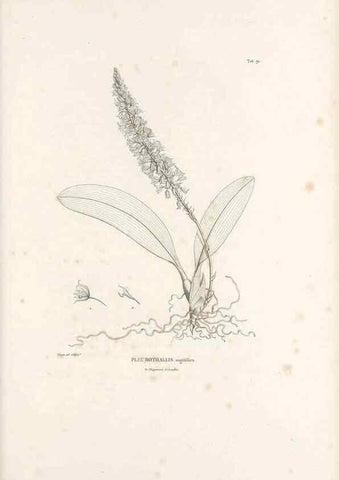 Reproducción/Reproduction 49521598272: Nova genera et species plantarum :. Antverpiae :Ex officina Christophori Plantini ...,1576.. 