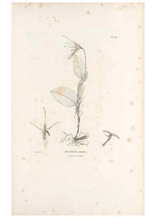 Reproducción/Reproduction 49521598617: Nova genera et species plantarum :. Antverpiae :Ex officina Christophori Plantini ...,1576.. 