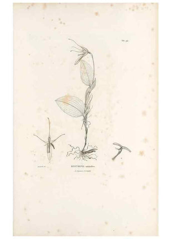 Reproducción/Reproduction 49521598617: Nova genera et species plantarum :. Antverpiae :Ex officina Christophori Plantini ...,1576.. 