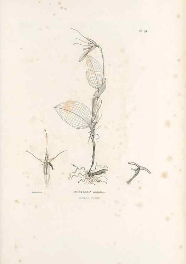 Reproducción/Reproduction 49521598617: Nova genera et species plantarum :. Antverpiae :Ex officina Christophori Plantini ...,1576.. 