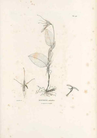 Reproducción/Reproduction 49521598617: Nova genera et species plantarum :. Antverpiae :Ex officina Christophori Plantini ...,1576.. 