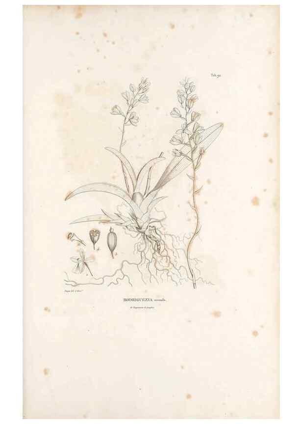 Reproducción/Reproduction 49521387416: Nova genera et species plantarum :. Antverpiae :Ex officina Christophori Plantini ...,1576.. 