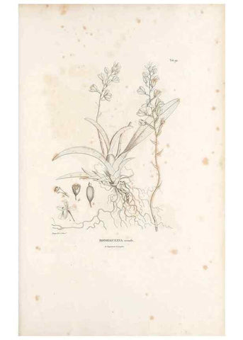 Reproducción/Reproduction 49521387416: Nova genera et species plantarum :. Antverpiae :Ex officina Christophori Plantini ...,1576.. 