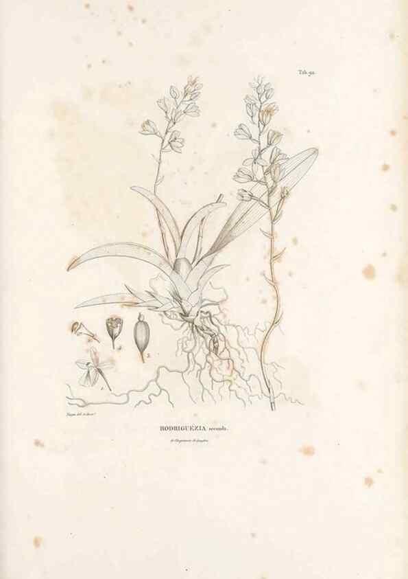 Reproducción/Reproduction 49521387416: Nova genera et species plantarum :. Antverpiae :Ex officina Christophori Plantini ...,1576.. 