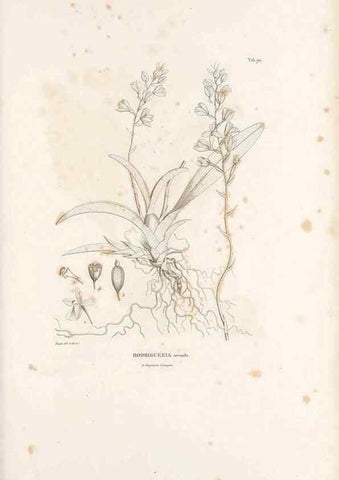 Reproducción/Reproduction 49521387416: Nova genera et species plantarum :. Antverpiae :Ex officina Christophori Plantini ...,1576.. 