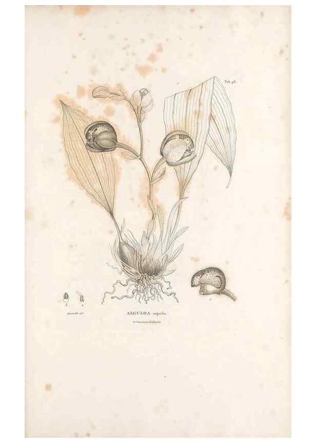 Reproducción/Reproduction 49521599322: Nova genera et species plantarum :. Antverpiae :Ex officina Christophori Plantini ...,1576.. 