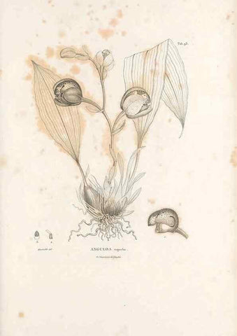 Reproducción/Reproduction 49521599322: Nova genera et species plantarum :. Antverpiae :Ex officina Christophori Plantini ...,1576.. 