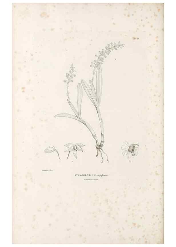 Reproducción/Reproduction 49521385436: Nova genera et species plantarum :. Antverpiae :Ex officina Christophori Plantini ...,1576.. 