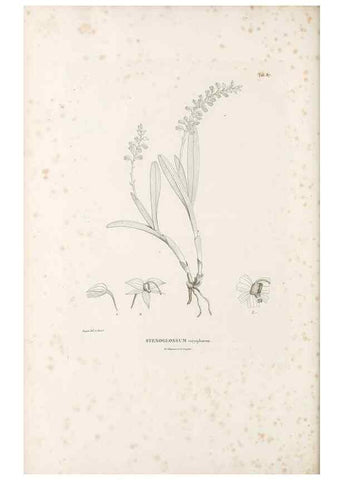 Reproducción/Reproduction 49521385436: Nova genera et species plantarum :. Antverpiae :Ex officina Christophori Plantini ...,1576.. 