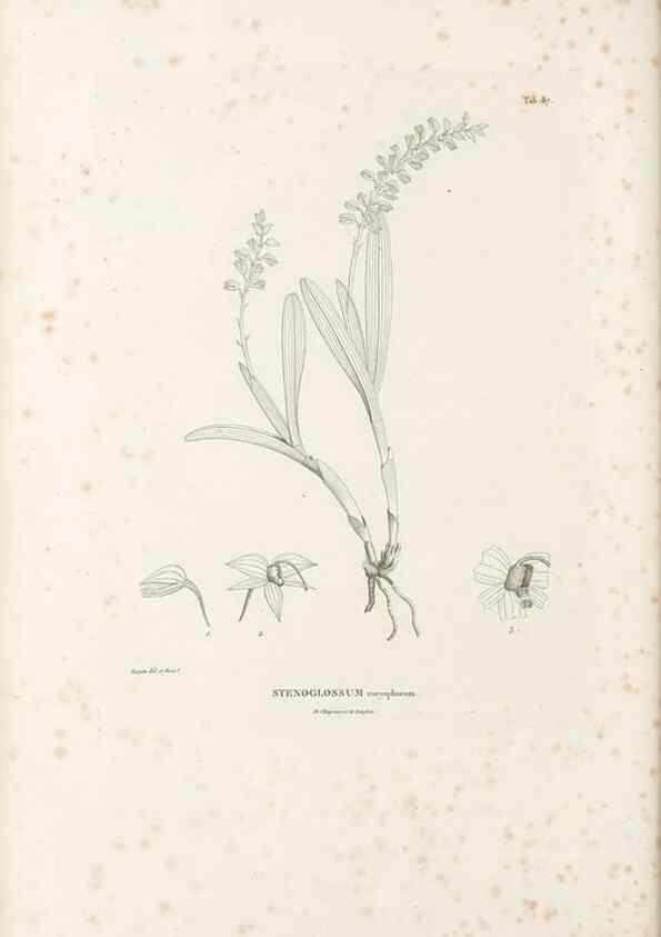 Reproducción/Reproduction 49521385436: Nova genera et species plantarum :. Antverpiae :Ex officina Christophori Plantini ...,1576.. 