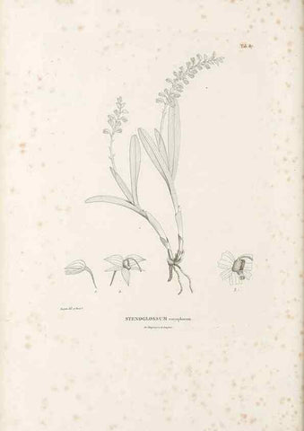 Reproducción/Reproduction 49521385436: Nova genera et species plantarum :. Antverpiae :Ex officina Christophori Plantini ...,1576.. 