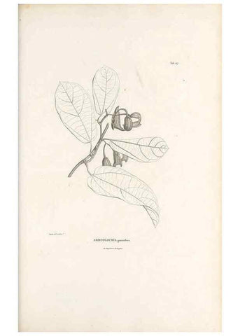 Reproducción/Reproduction 49521670272: Nova genera et species plantarum :. Antverpiae :Ex officina Christophori Plantini ...,1576.. 