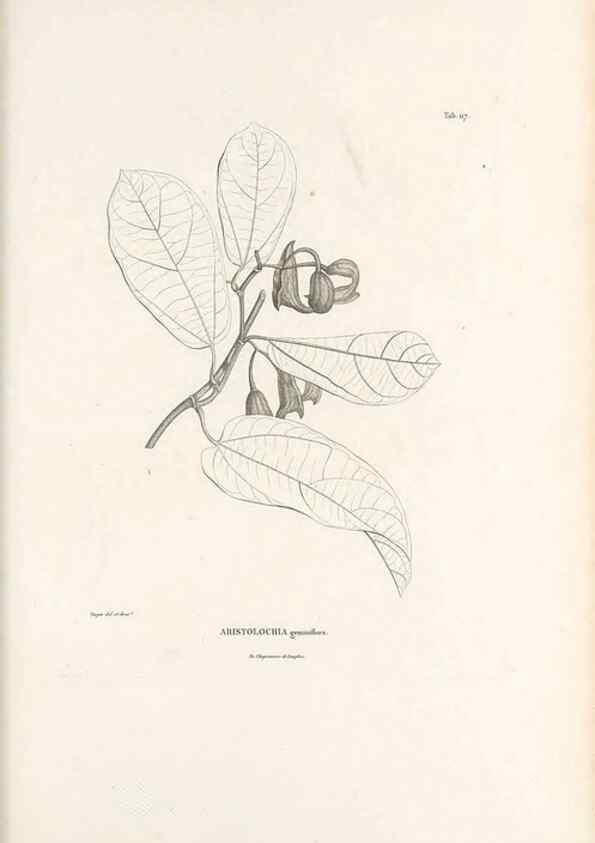 Reproducción/Reproduction 49521670272: Nova genera et species plantarum :. Antverpiae :Ex officina Christophori Plantini ...,1576.. 