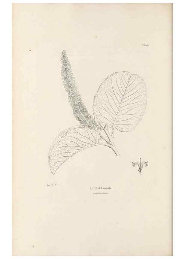 Reproducción/Reproduction 49521459981: Nova genera et species plantarum :. Antverpiae :Ex officina Christophori Plantini ...,1576.. 