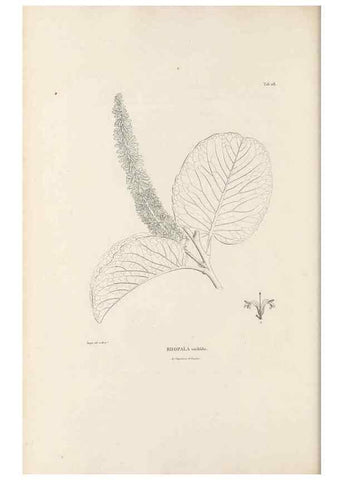 Reproducción/Reproduction 49521459981: Nova genera et species plantarum :. Antverpiae :Ex officina Christophori Plantini ...,1576.. 