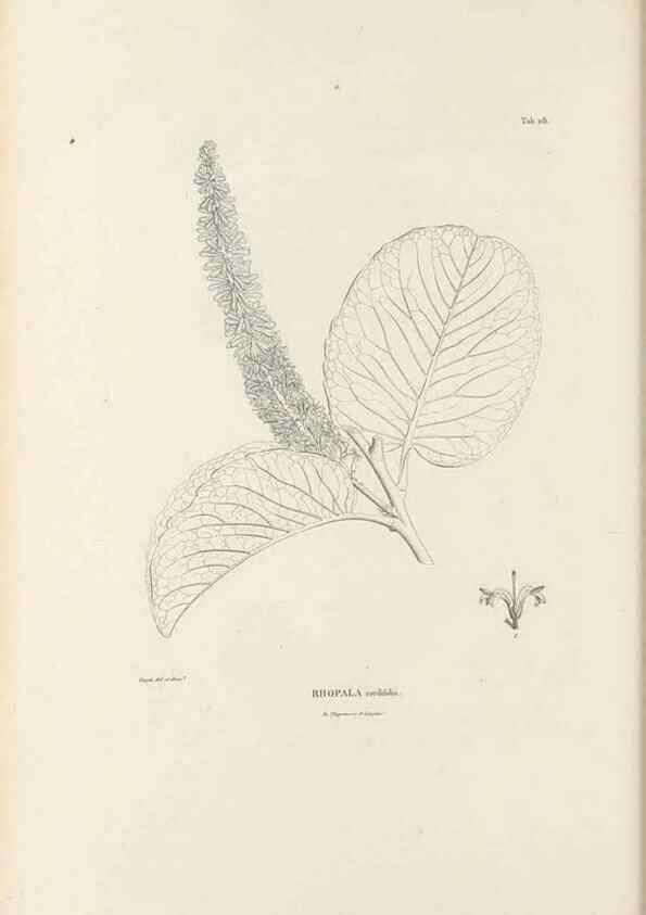 Reproducción/Reproduction 49521459981: Nova genera et species plantarum :. Antverpiae :Ex officina Christophori Plantini ...,1576.. 