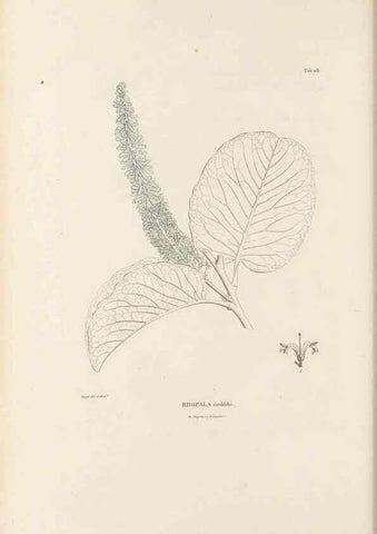 Reproducción/Reproduction 49521459981: Nova genera et species plantarum :. Antverpiae :Ex officina Christophori Plantini ...,1576.. 
